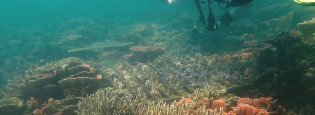 Mahasiswa FPIK dan Mahasiswa Jepang Perbaiki Terumbu Karang di Karimunjawa